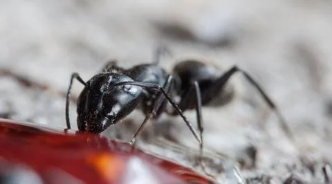 Big forest ants Stock Photos