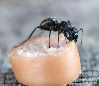 Big forest ants Stock Photos