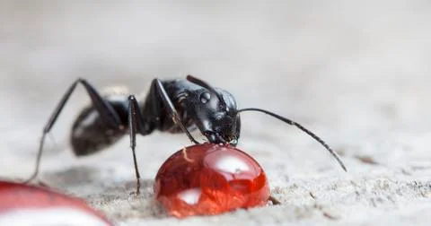 Big forest ants Stock Photos