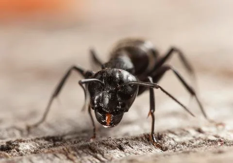 Big forest ants Stock Photos