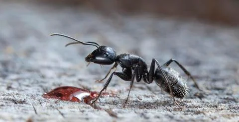 Big forest ants Stock Photos