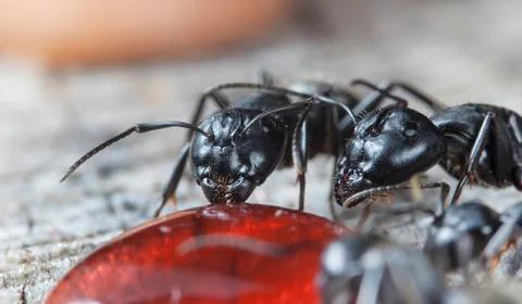 Big forest ants Stock Photos