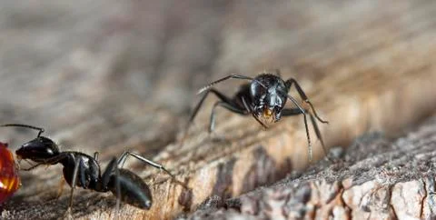 Big forest ants Stock Photos