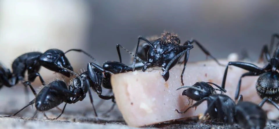 Big forest ants Stock Photos