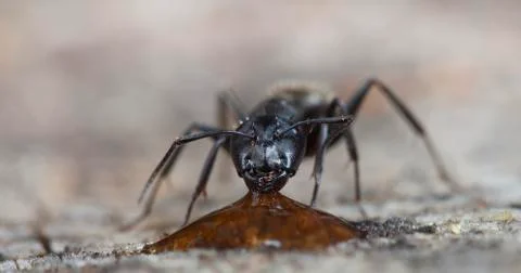 Big forest ants Foto stock