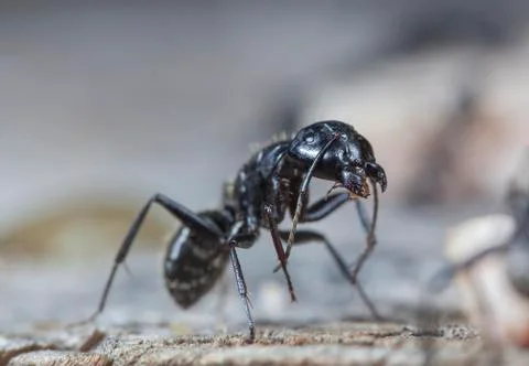 Big forest ants Stock Photos