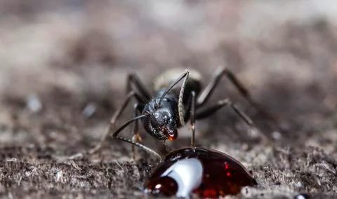 Big forest ants Stock Photos