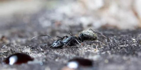 Big forest ants Stock Photos