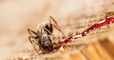 Big forest ants Stock Photos