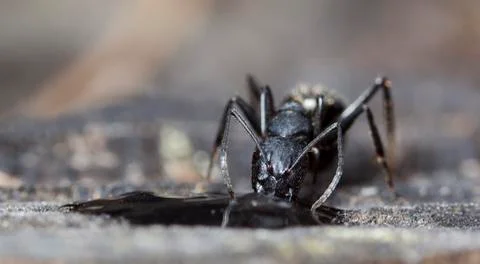 Big forest ants Stock Photos