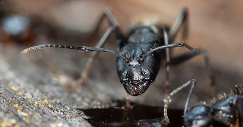 Big forest ants Stock Photos