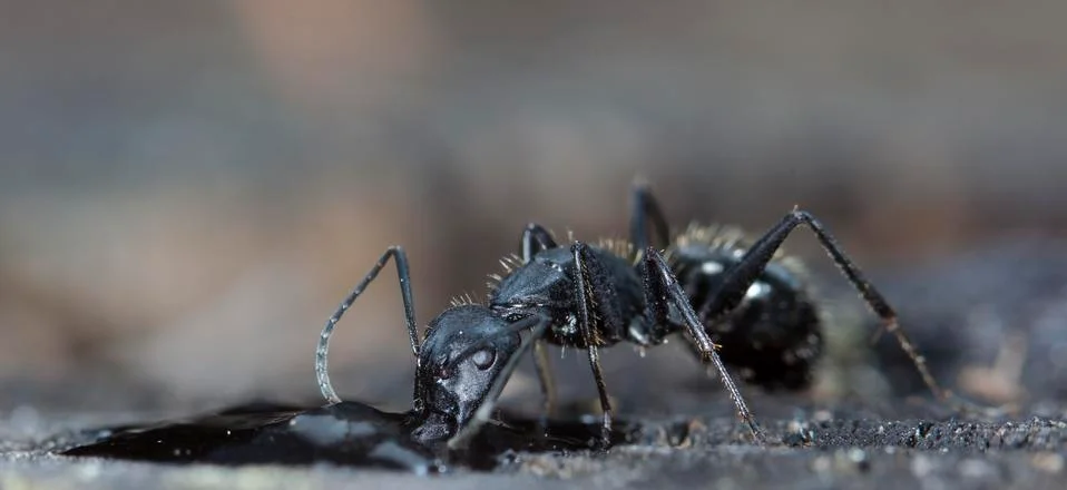 Big forest ants Stock Photos