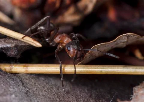 Big forest ants Stock Photos