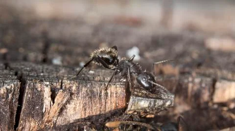 Big forest ants Stock Photos