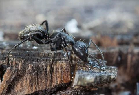 Big forest ants Stock Photos