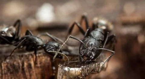 Big forest ants Stock Photos