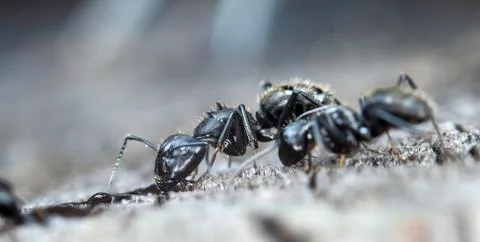 Big forest ants Stock Photos