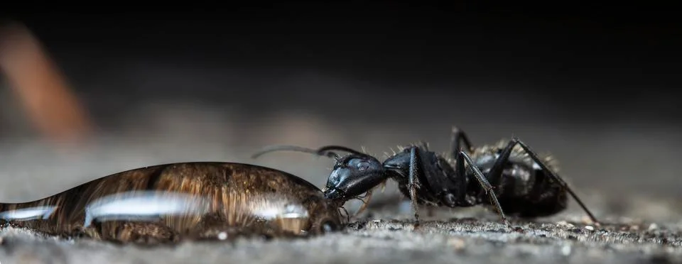 Big forest ants Foto stock