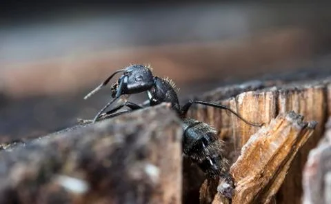 Big forest ants Stock Photos