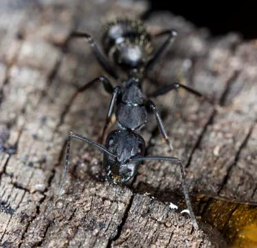 Big forest ants Stock Photos