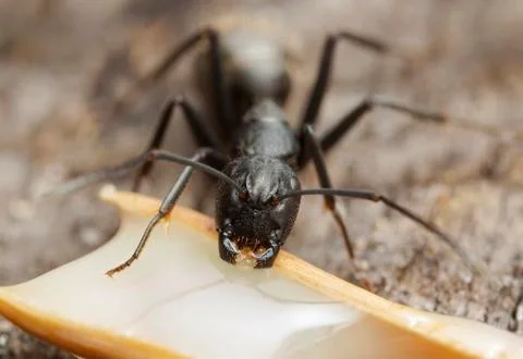 Big forest ants Stock Photos