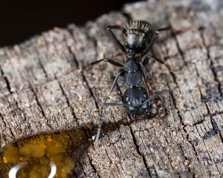 Big forest ants Stock Photos