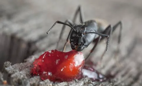 Big forest ants Stock Photos