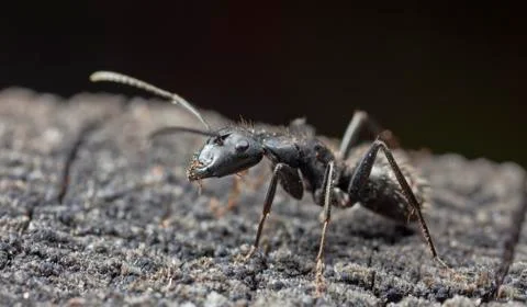 Big forest ants Stock Photos