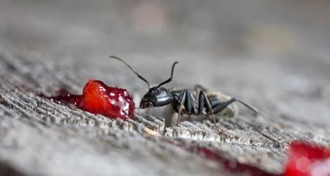 Big forest ants Stock Photos