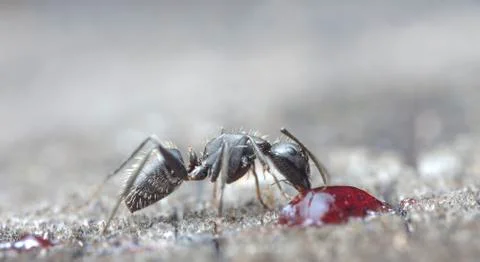 Big forest ants Stock Photos