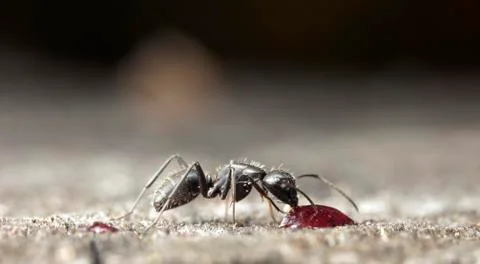Big forest ants Stock Photos