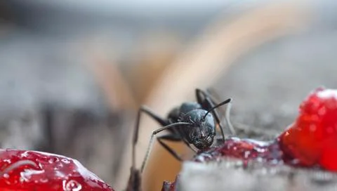 Big forest ants Stock Photos