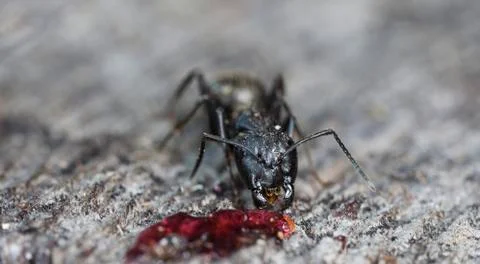 Big forest ants Stock Photos