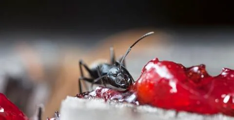 Big forest ants Stock Photos