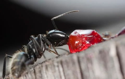 Big forest ants Stock Photos