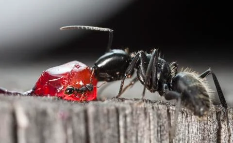 Big forest ants Stock Photos