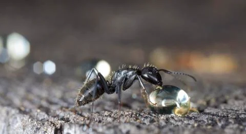 Big forest ants Stock Photos