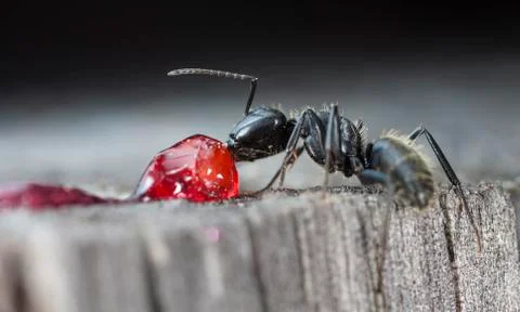 Big forest ants Stock Photos