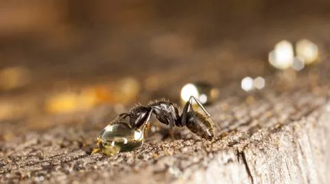 Big forest ants Stock Photos