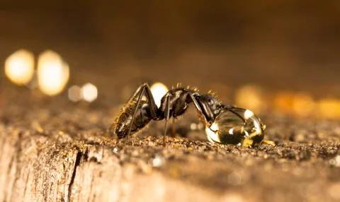 Big forest ants Stock Photos
