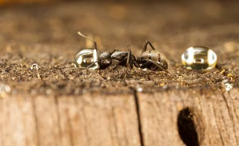Big forest ants Stock Photos