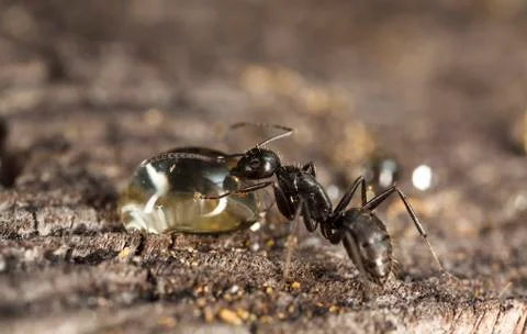 Big forest ants Stock Photos