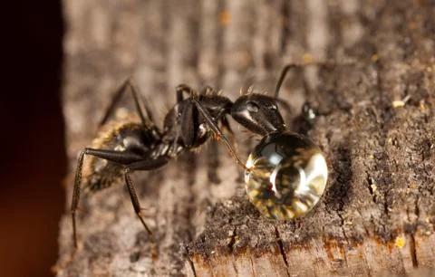 Big forest ants Stock Photos