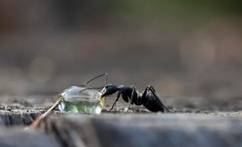 Big forest ants Stock Photos