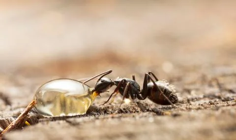 Big forest ants Stock Photos