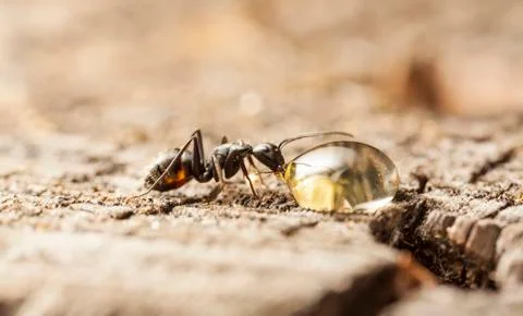 Big forest ants Stock Photos