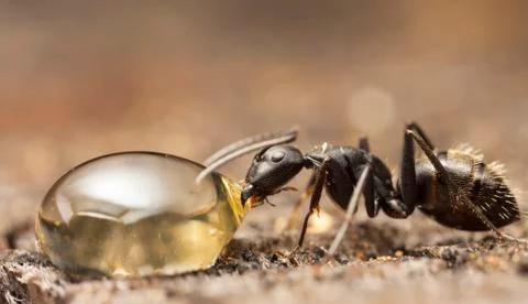 Big forest ants Stock Photos