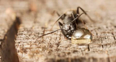 Big forest ants Stock Photos