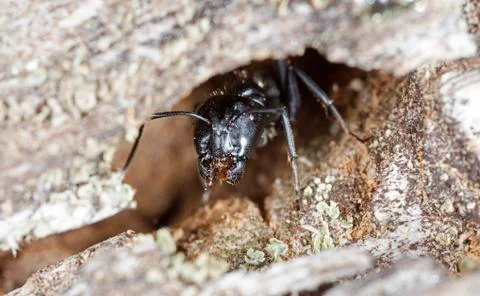 Big forest ants Stock Photos