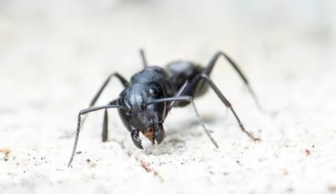 Big forest ants Stock Photos